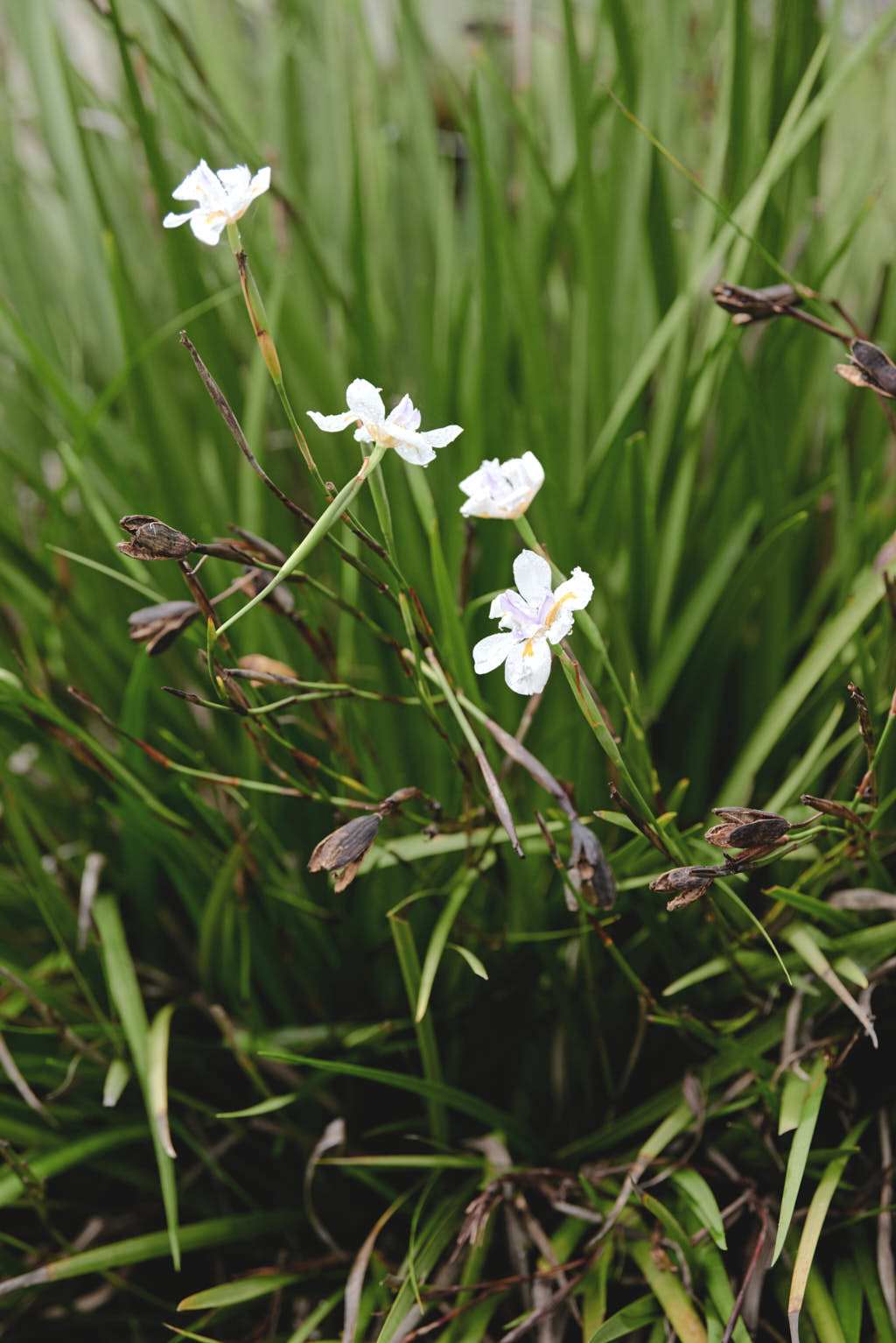 Steph Certa for Aje Mother's Day Edit 2022 (look 12)