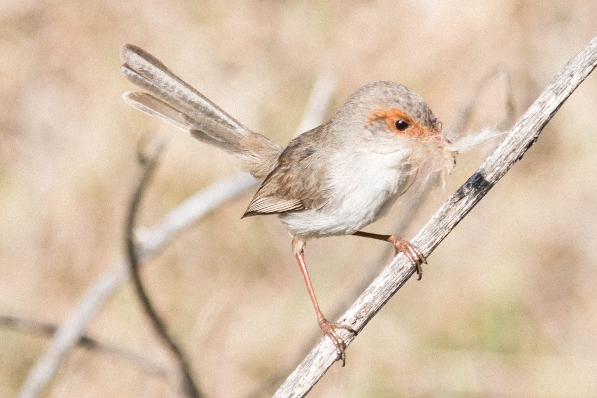 Itty Bitty Barbershop by Dave Blake (look 006)