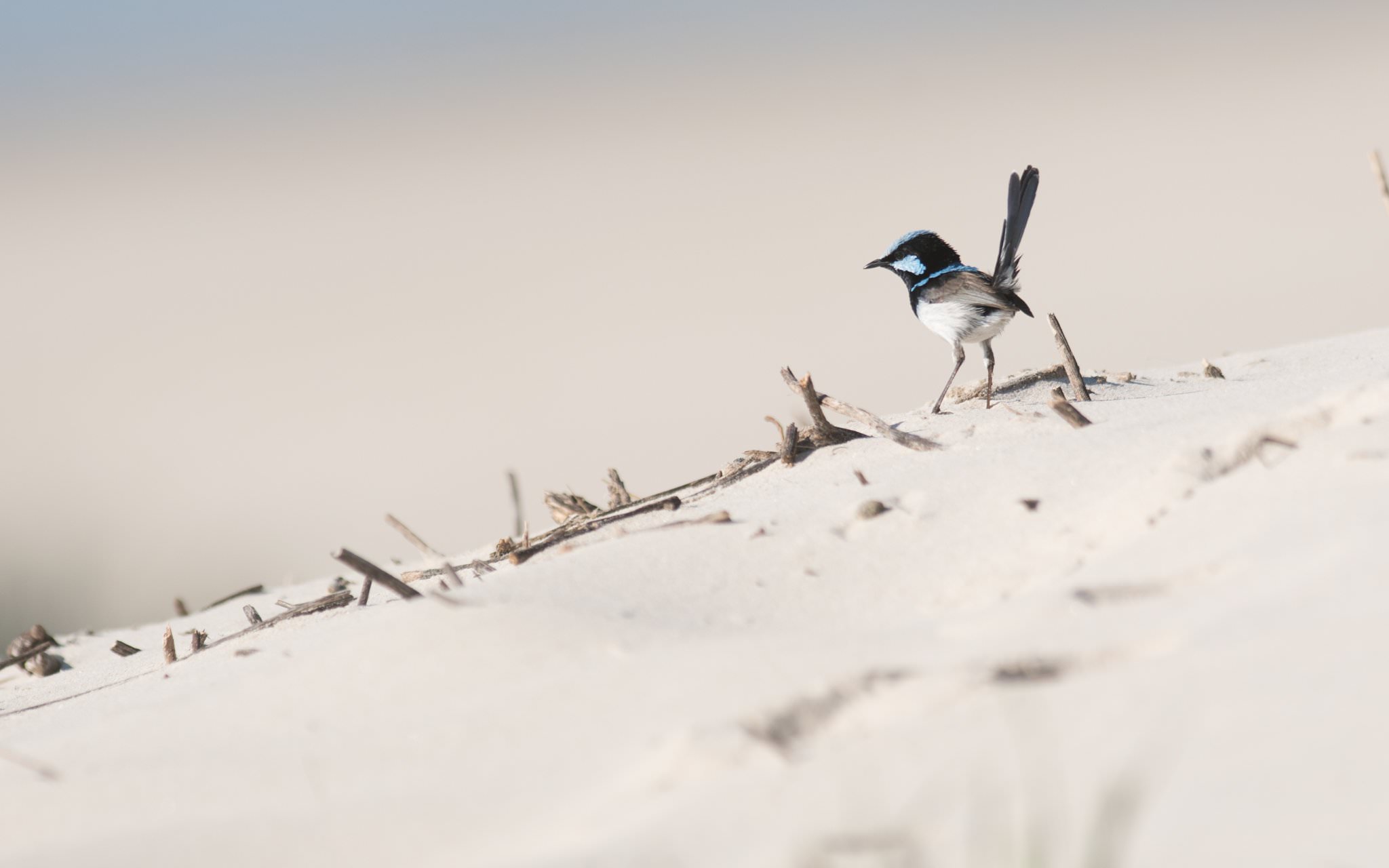 Itty Bitty Barbershop by Dave Blake (look 007)