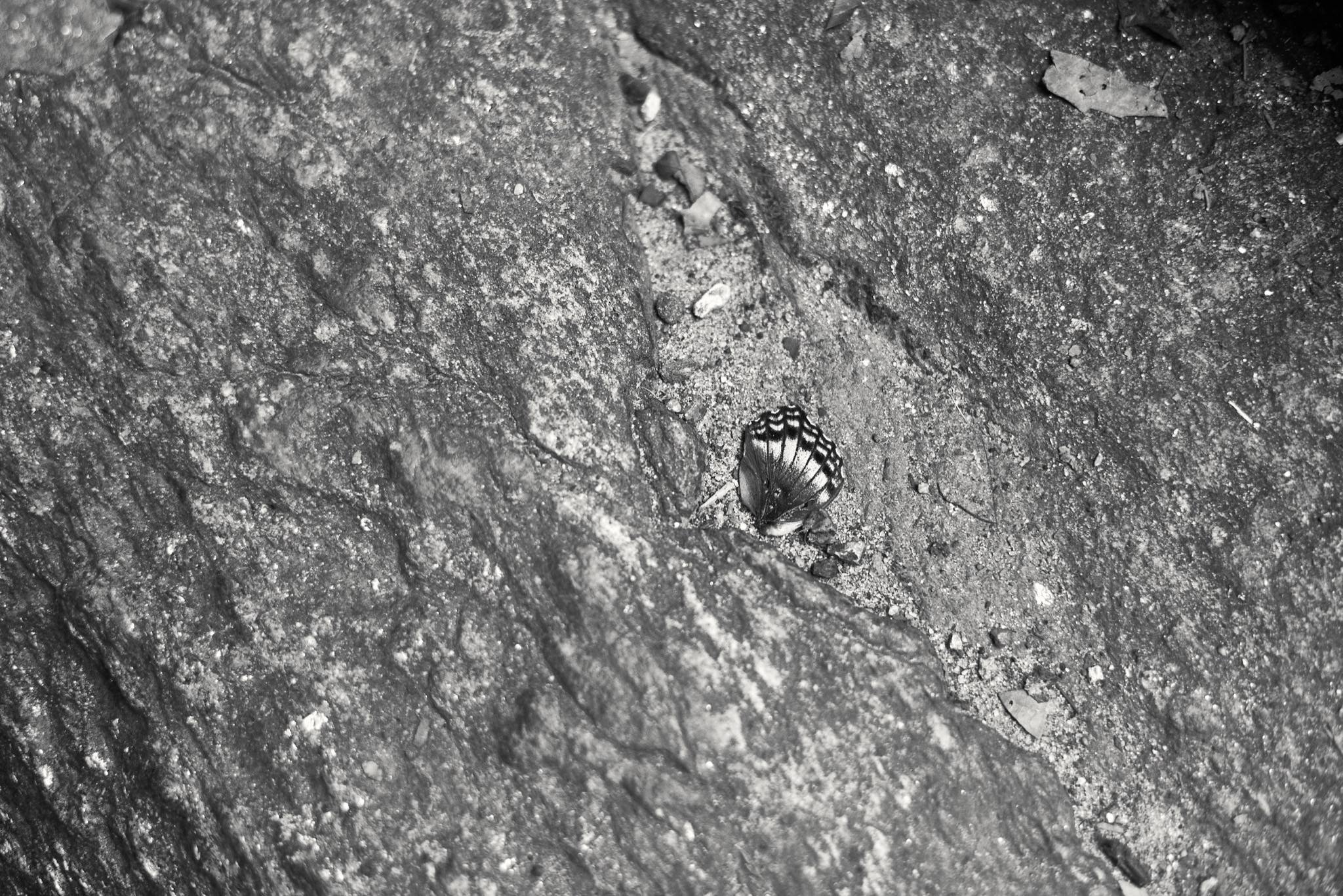 Central Park Butterfly Wing